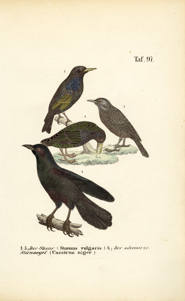 Common Starling and Solitary Black Cacique by J. W. Tenhaeff