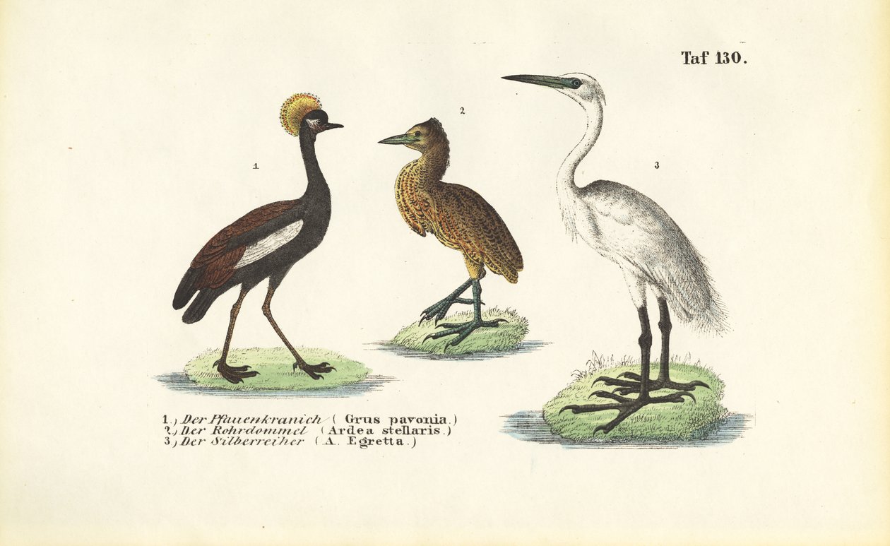Cranes and Herons by J. W. Tenhaeff