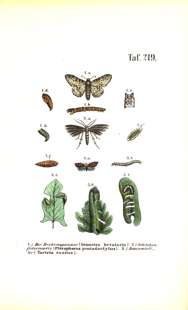Developmental Cycle of Butterflies with Harmful Effects by J. W. Tenhaeff