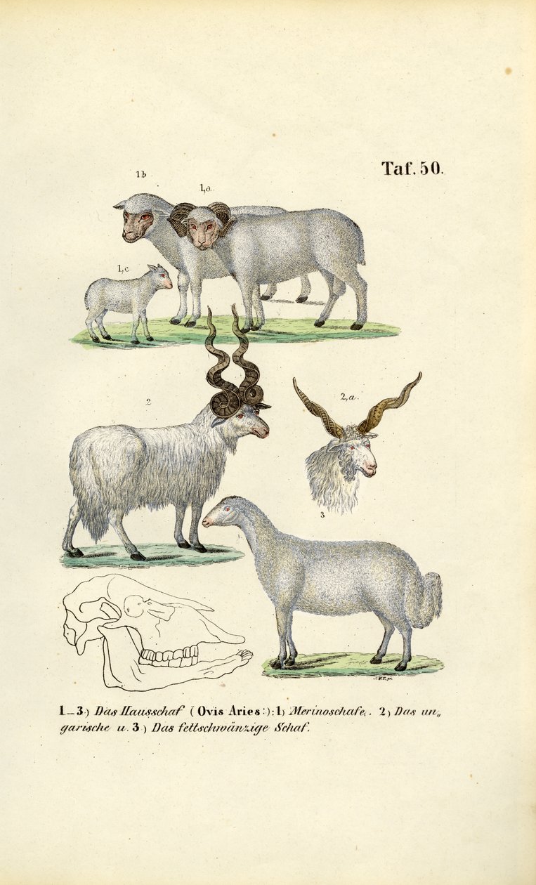 Domestic Sheep and its Breeds by J. W. Tenhaeff