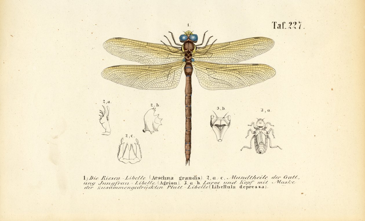 Dragonflies with Their Mouthparts and Larvae by J. W. Tenhaeff