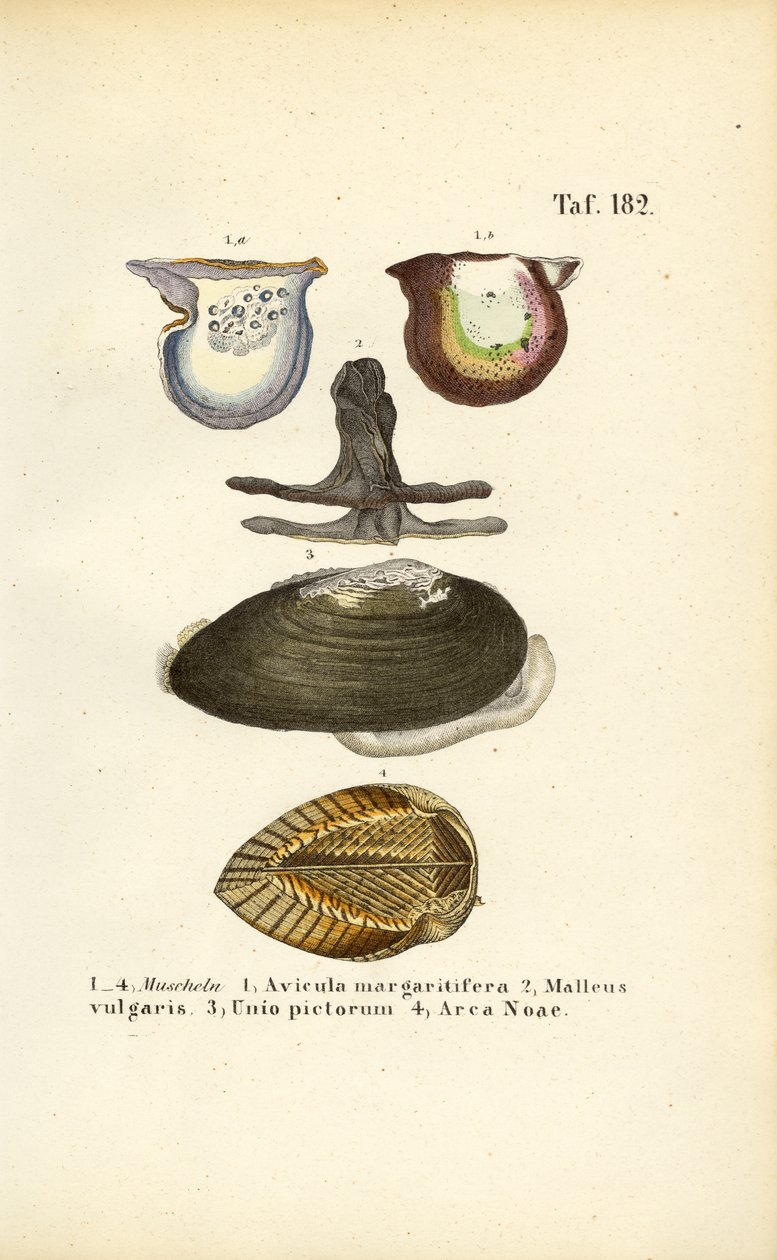 Economically Important Mussel Species by J. W. Tenhaeff