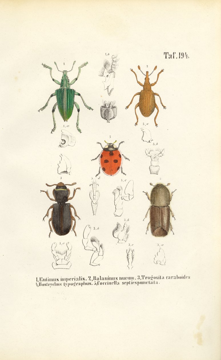 Economically Significant Beetle Species by J. W. Tenhaeff