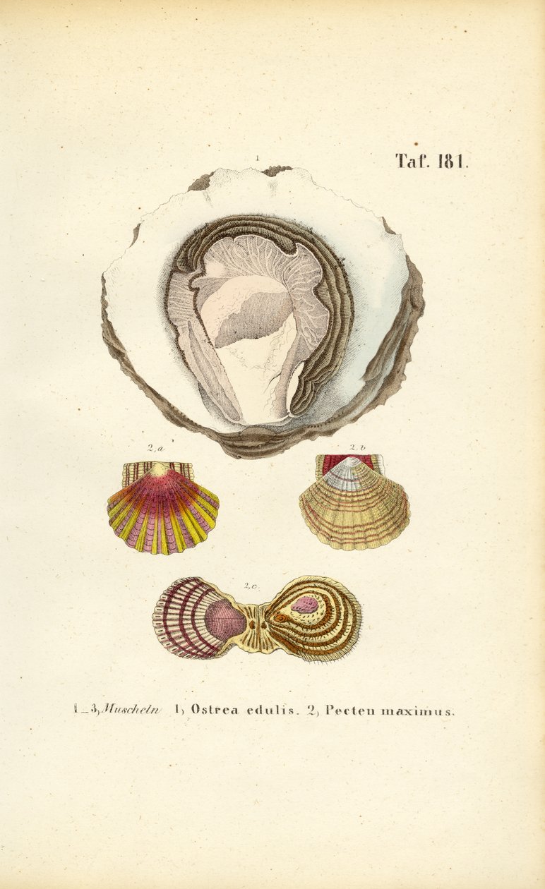 Edible Oysters and Scallops by J. W. Tenhaeff