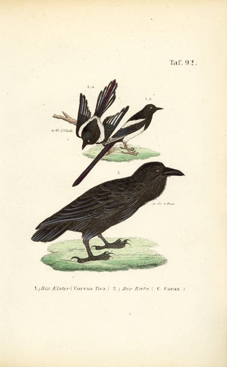 Eurasian Magpie and Common Raven by J. W. Tenhaeff