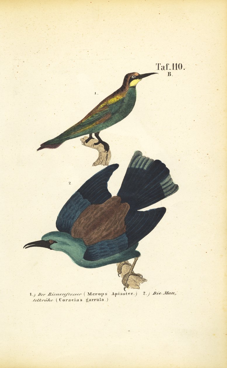 European Bee-eater and European Roller by J. W. Tenhaeff