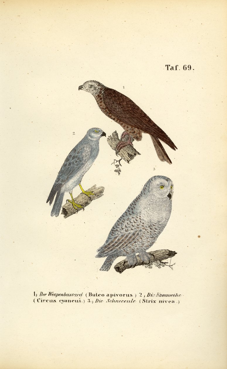 European Birds of Prey and Owls by J. W. Tenhaeff