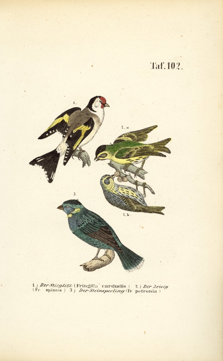 European Goldfinch, Eurasian Siskin and Rock Sparrow by J. W. Tenhaeff