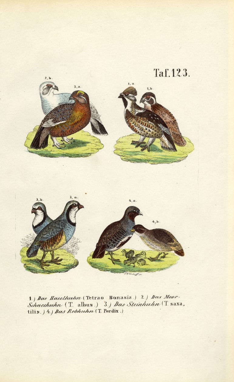 European Grouse Species and Partridges by J. W. Tenhaeff