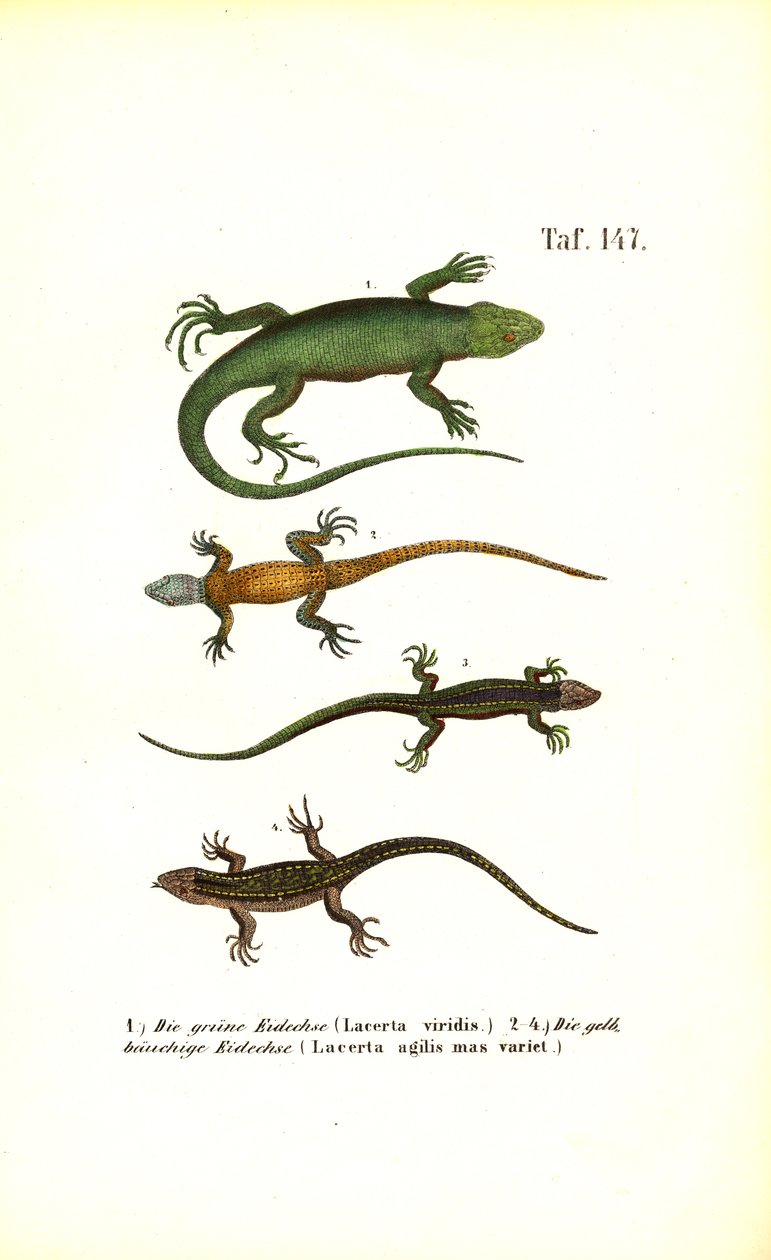 European Lizard Species by J. W. Tenhaeff