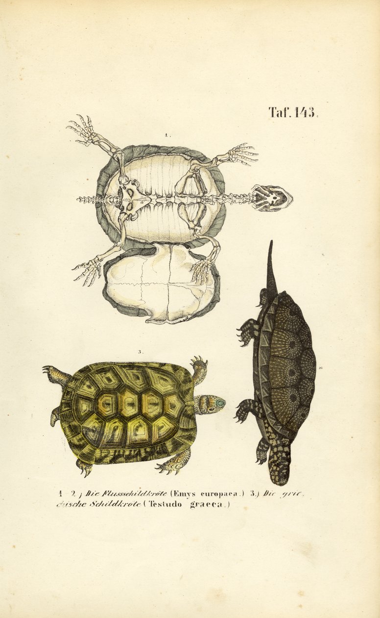 European Pond Turtle and Greek Tortoise by J. W. Tenhaeff