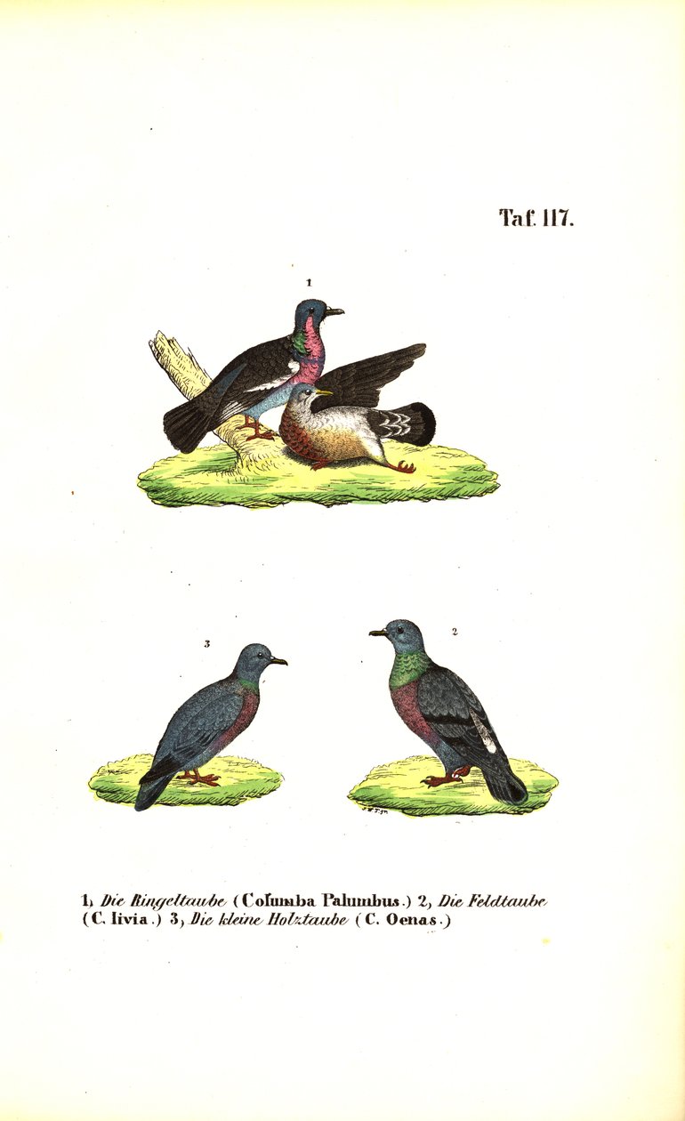 European Wild Pigeons by J. W. Tenhaeff