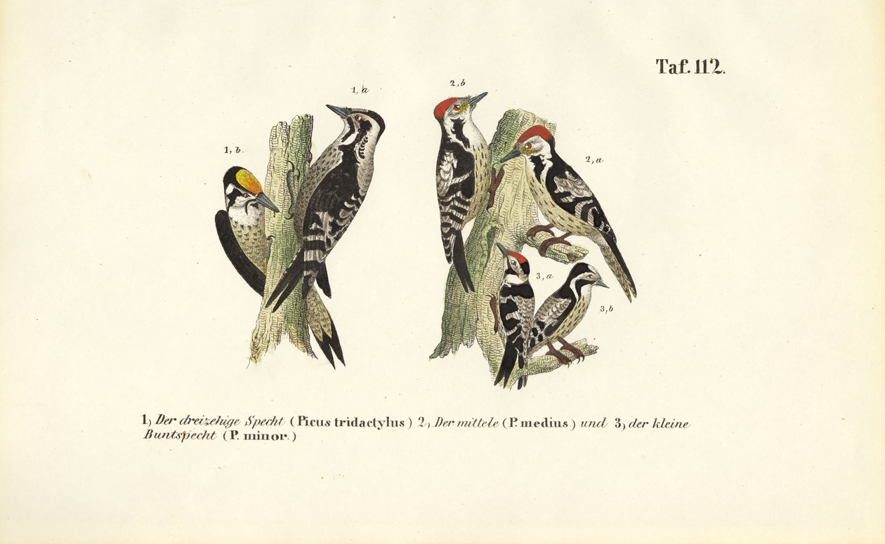 European Woodpecker Species by J. W. Tenhaeff