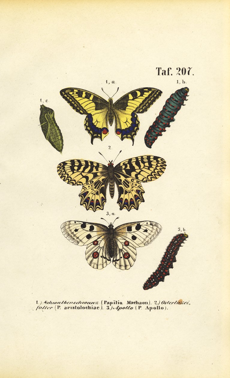 European Butterflies with Caterpillars and Pupae by J. W. Tenhaeff