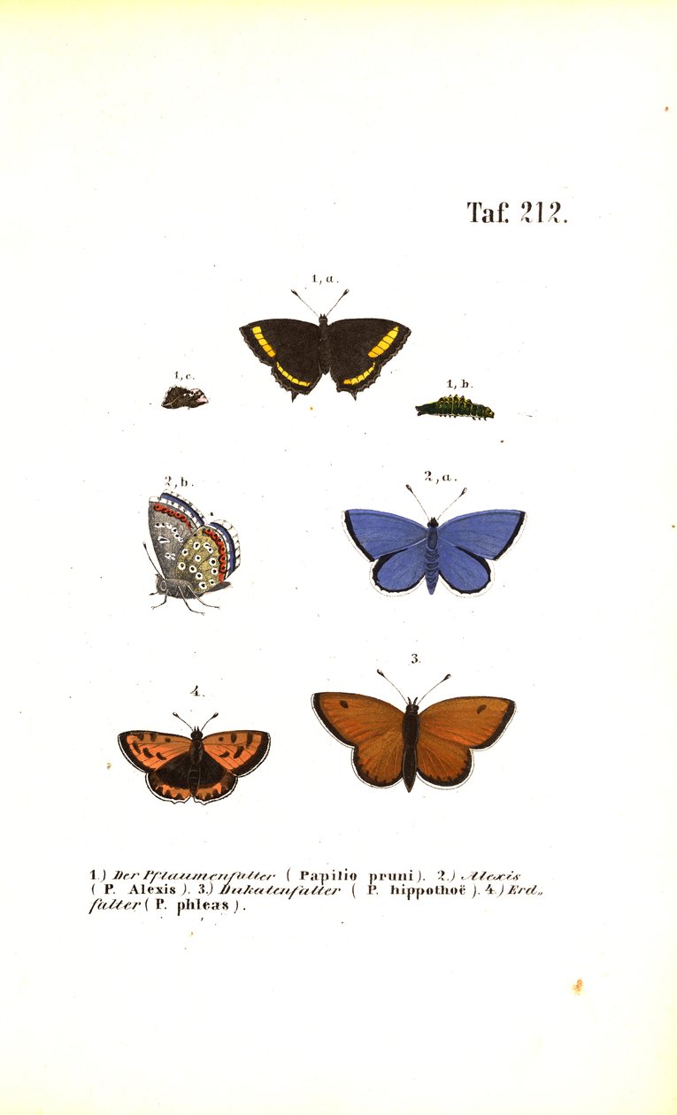 European Butterfly Species by J. W. Tenhaeff