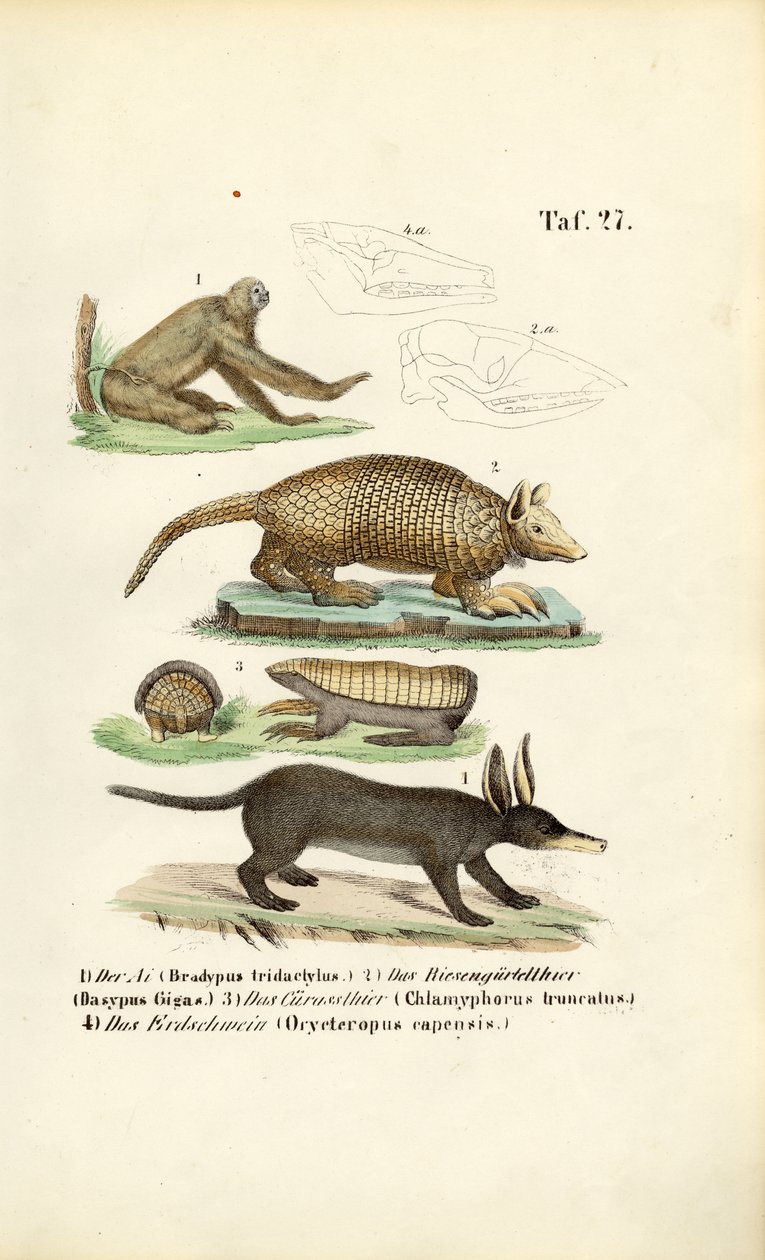 Exotic Mammals from the Neotropics by J. W. Tenhaeff