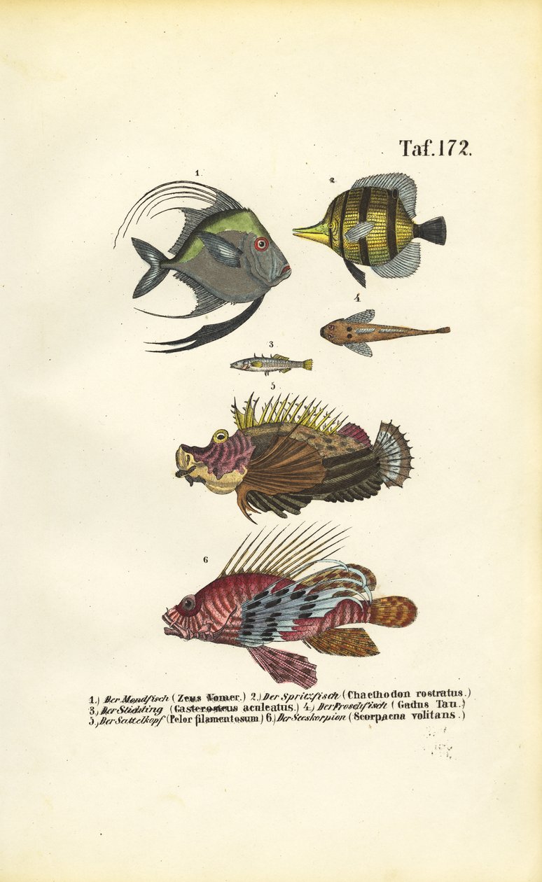 Exotic Marine Fish by J. W. Tenhaeff