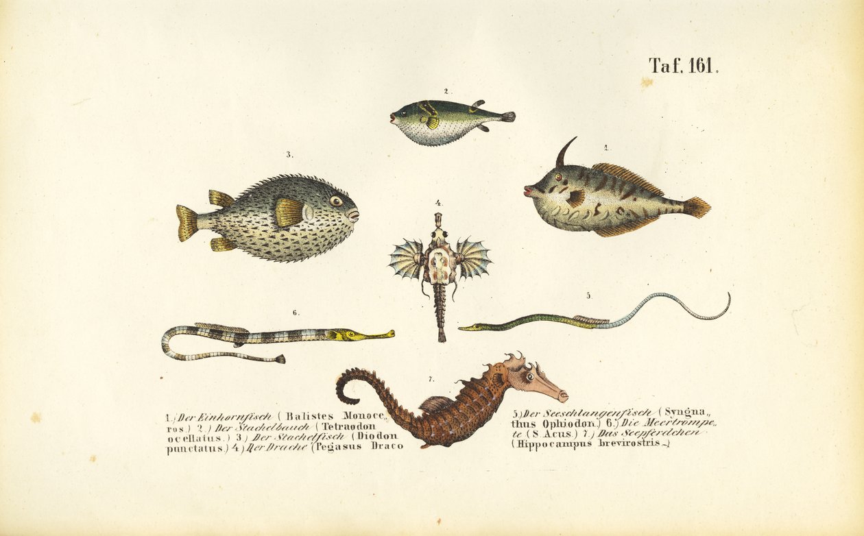 Exotic Marine Fish and the Seahorse by J. W. Tenhaeff