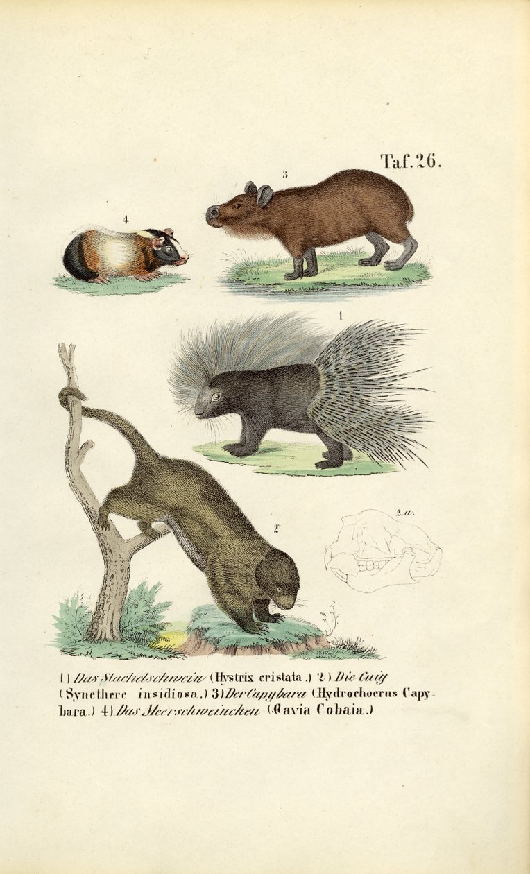 Exotic Rodents by J. W. Tenhaeff