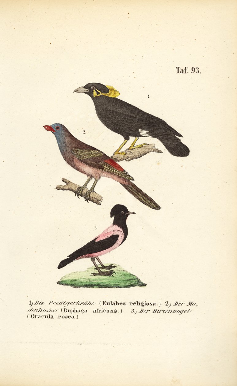 Exotic Songbirds from Africa and Asia by J. W. Tenhaeff