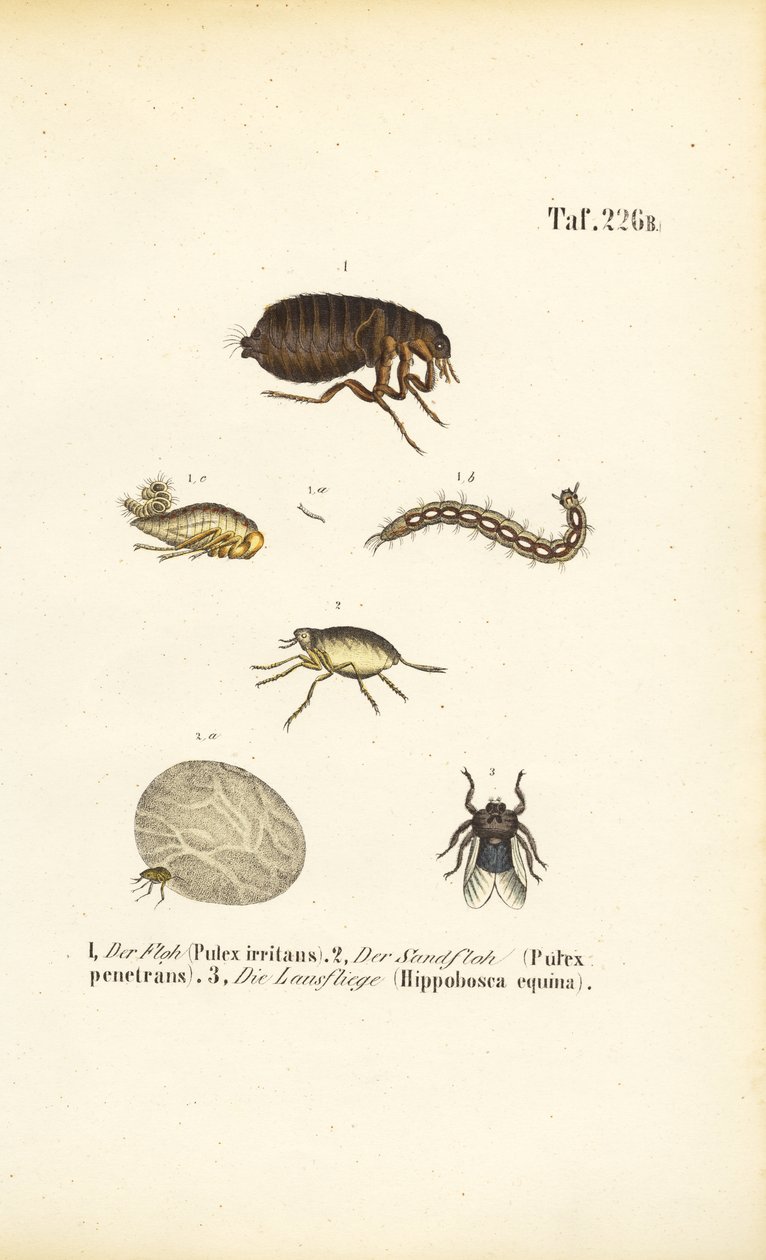 Flea, Sand Flea and Horse Fly with Developmental Stages by J. W. Tenhaeff