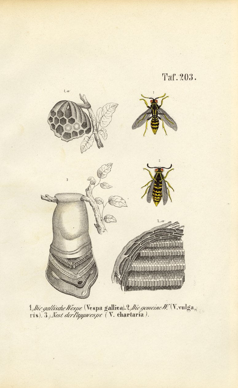 French Wasp, Common Wasp and Paper Wasp Nest by J. W. Tenhaeff