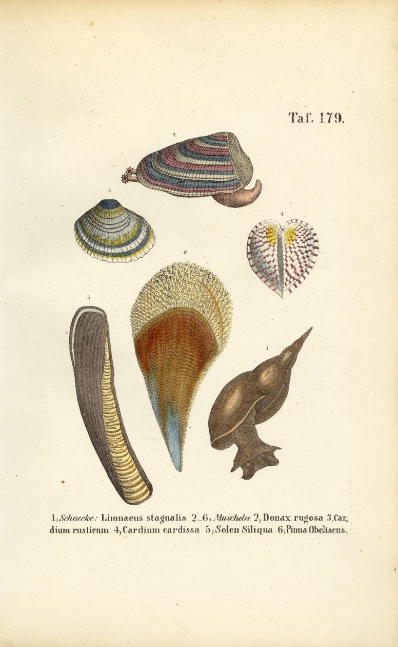 Freshwater Snails and Marine Bivalves by J. W. Tenhaeff