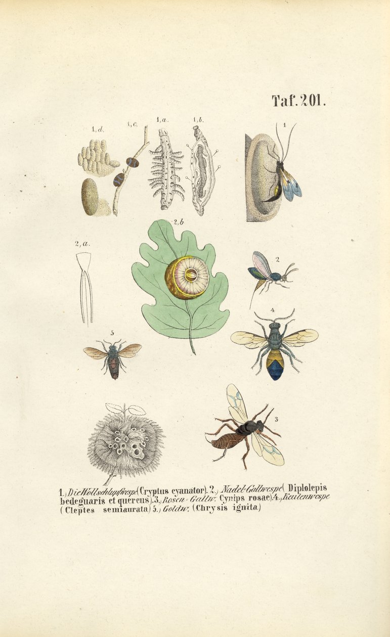 Gall Wasps, Gold Wasps and Their Developmental Stages by J. W. Tenhaeff