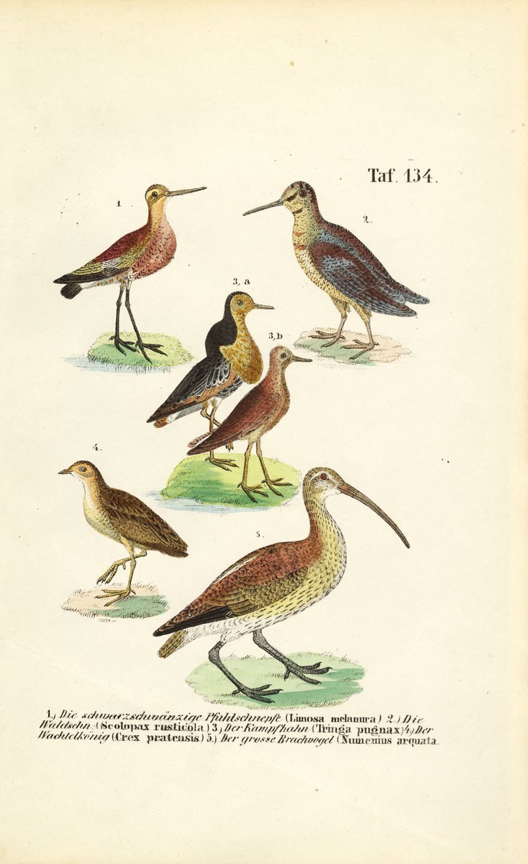 Godwits, Ruff and Curlews by J. W. Tenhaeff