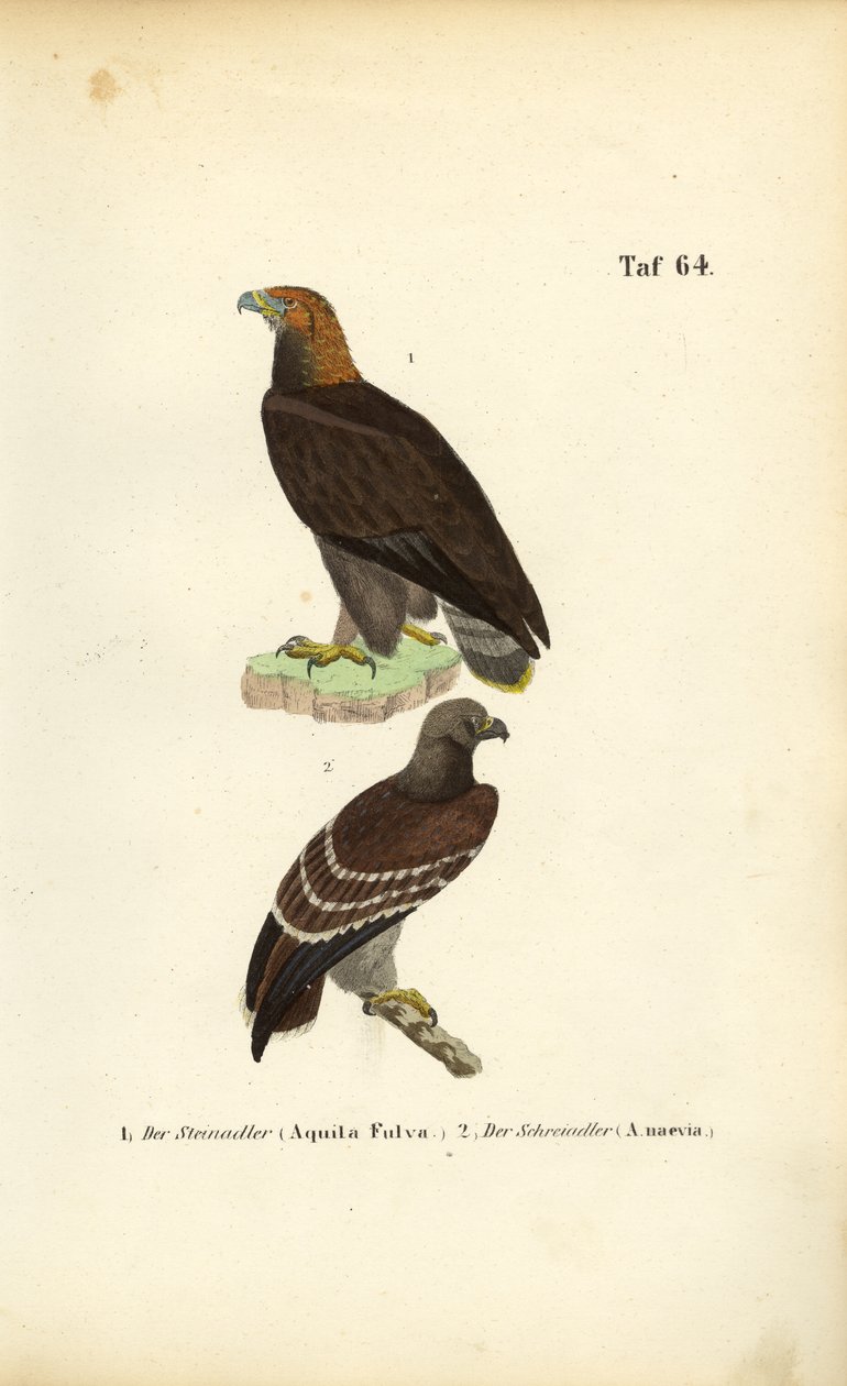 Golden Eagle and Lesser Spotted Eagle by J. W. Tenhaeff