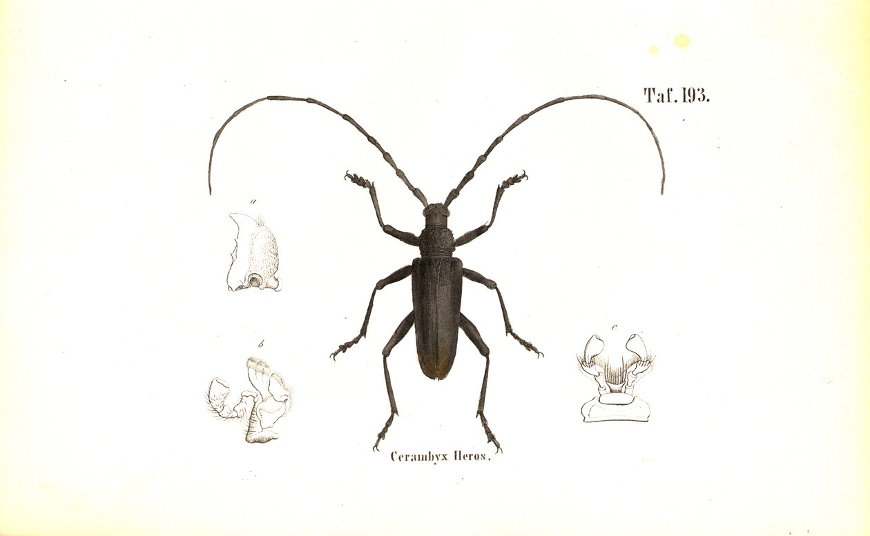 Great Capricorn Beetle by J. W. Tenhaeff