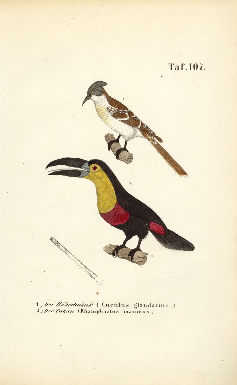 Great Spotted Cuckoo and Toucan by J. W. Tenhaeff