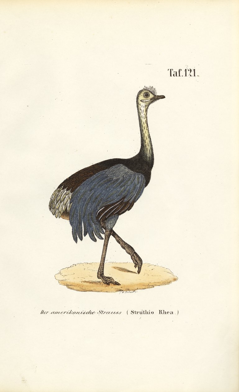 Greater Rhea by J. W. Tenhaeff