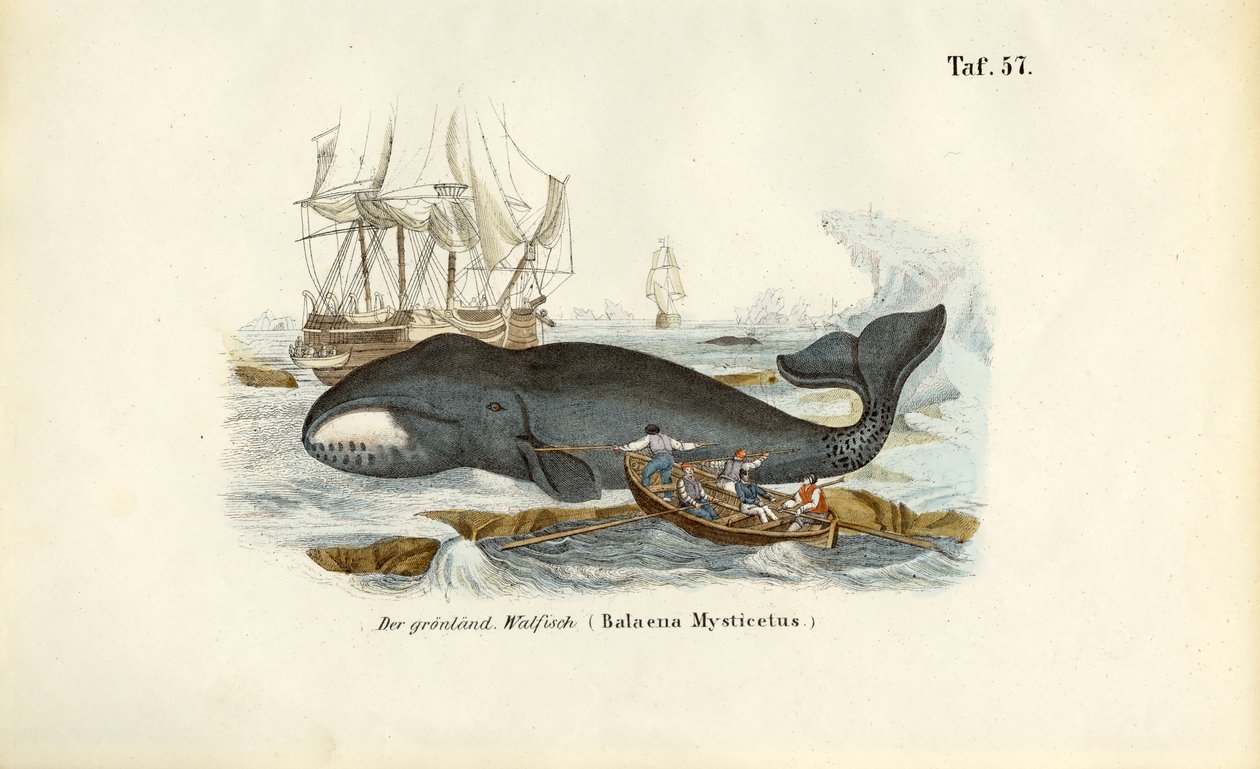 Greenland Whale Being Hunted by J. W. Tenhaeff
