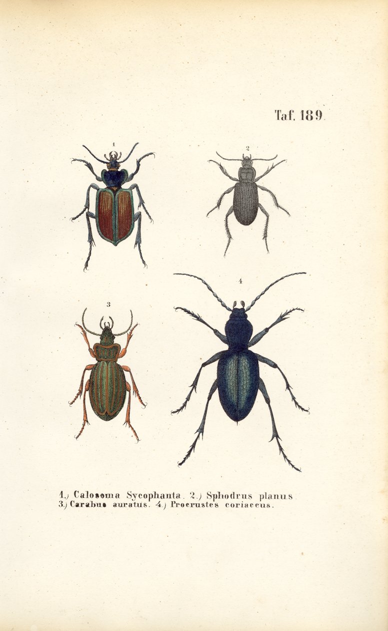 Ground Beetles of the Carabidae and Platyninae Families by J. W. Tenhaeff