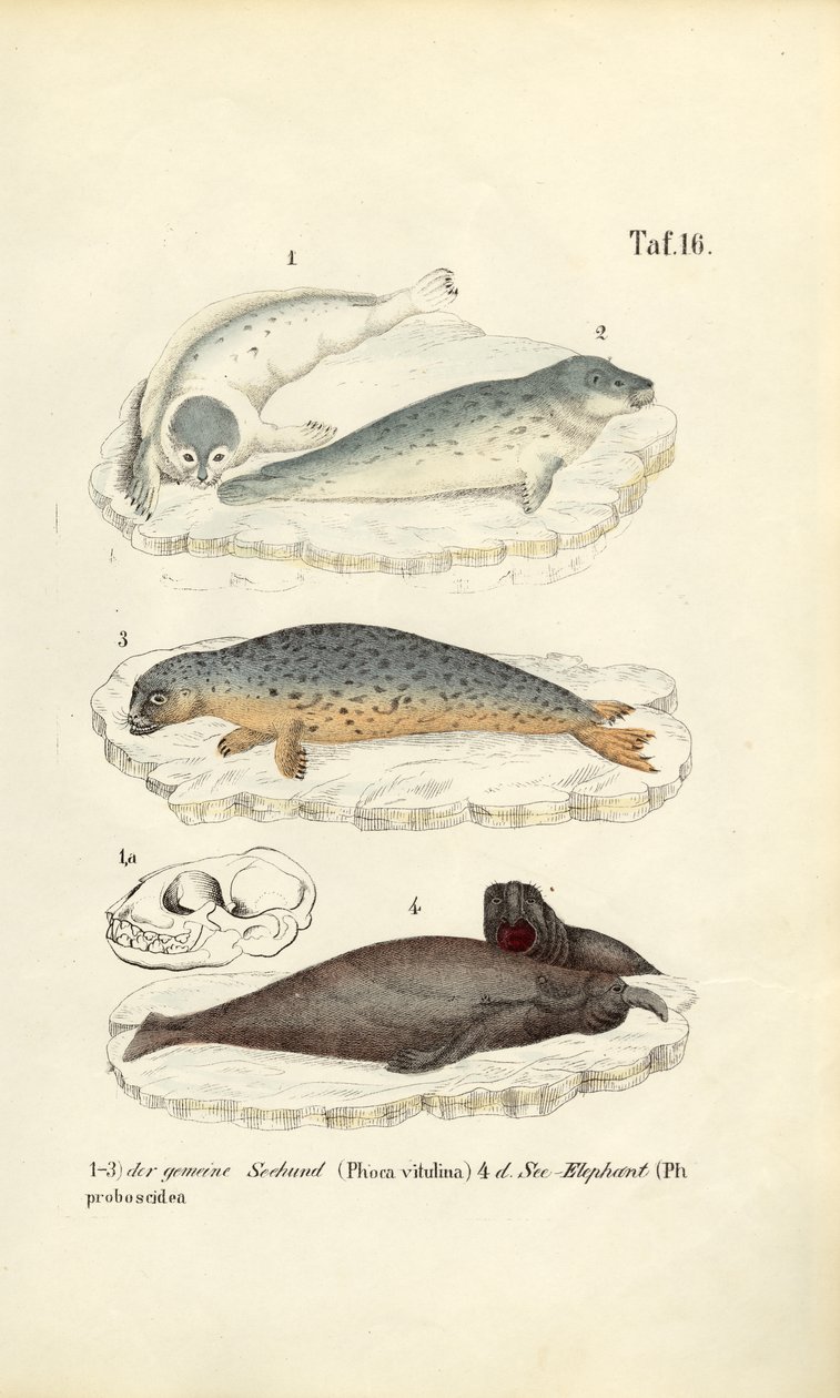 Harbor Seal and Elephant Seal by J. W. Tenhaeff