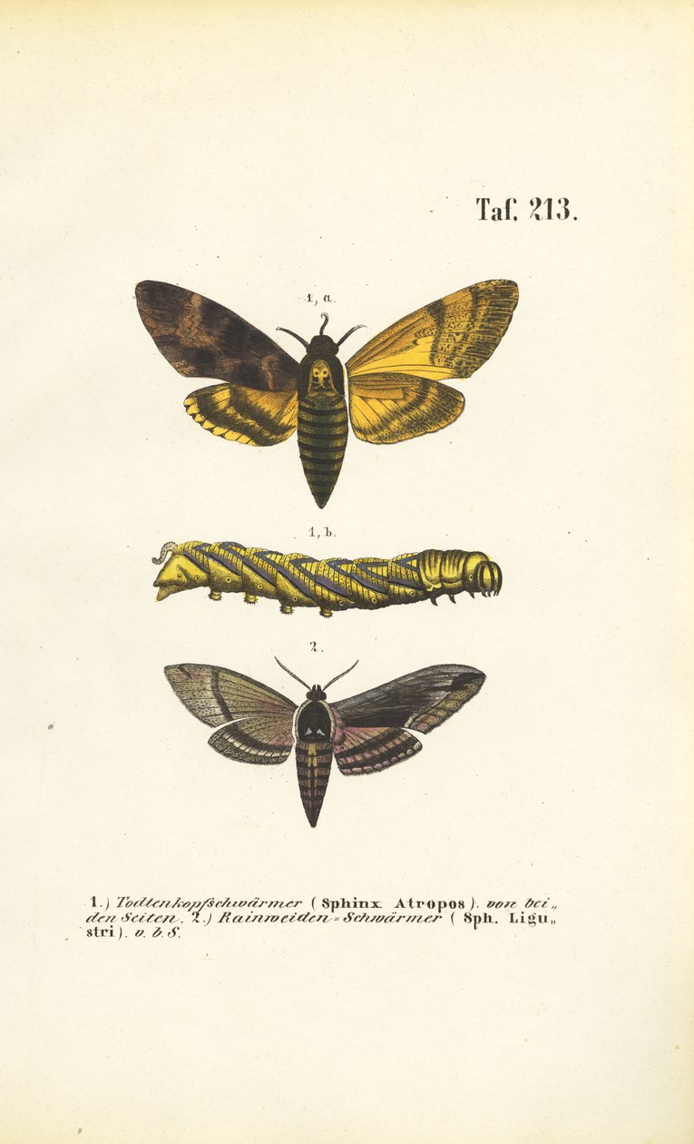 Hawk Moths of the Family Sphingidae by J. W. Tenhaeff
