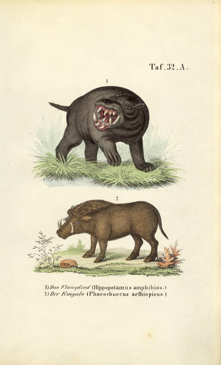 Hippopotamus and Warthog by J. W. Tenhaeff