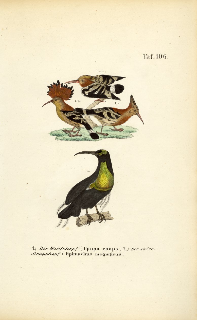 Hoopoe and Magnificent Riflebird by J. W. Tenhaeff