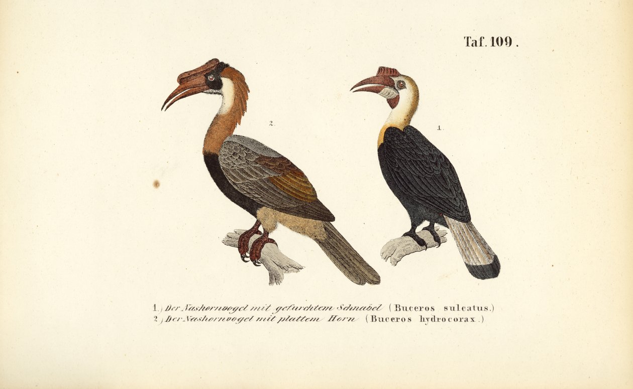 Hornbills from Southeast Asia by J. W. Tenhaeff