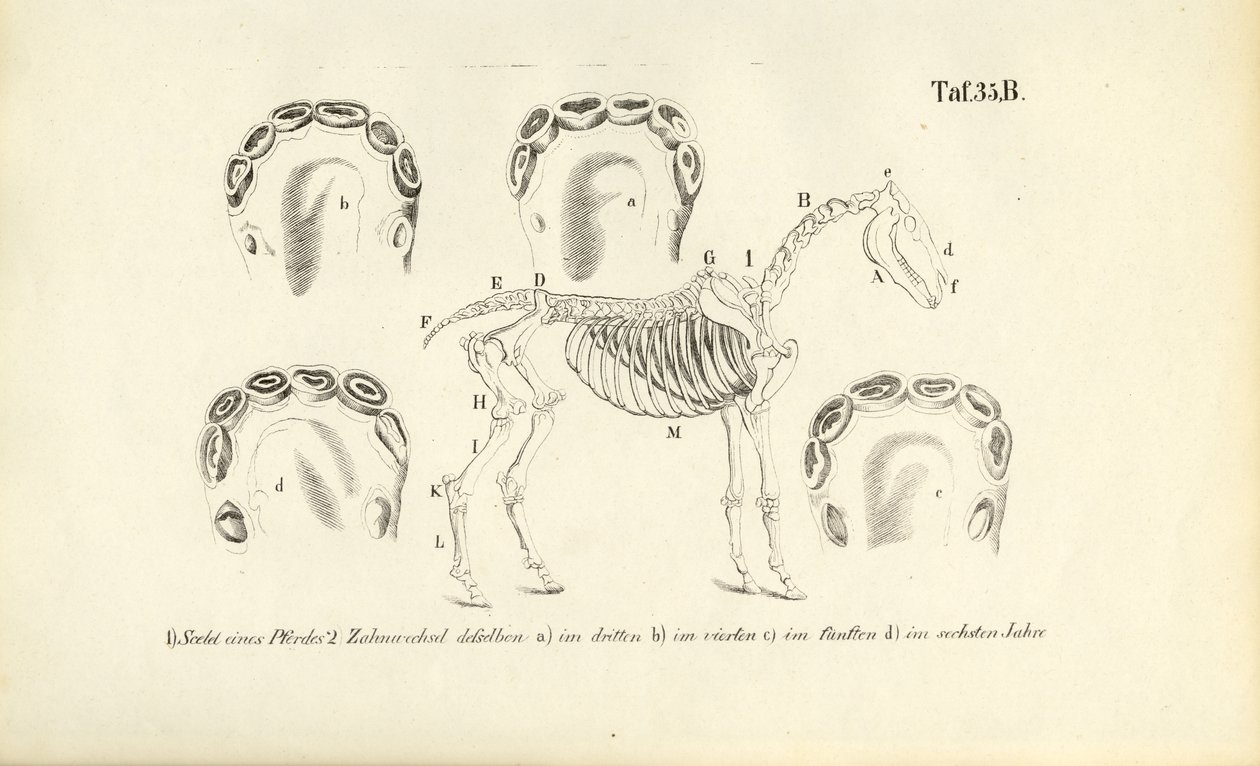 Horse Anatomy: Skeleton and Dental Development by J. W. Tenhaeff