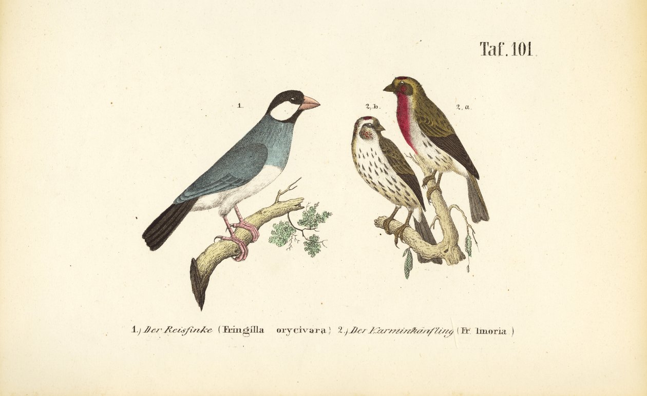 Java Sparrow and Common Rosefinch by J. W. Tenhaeff
