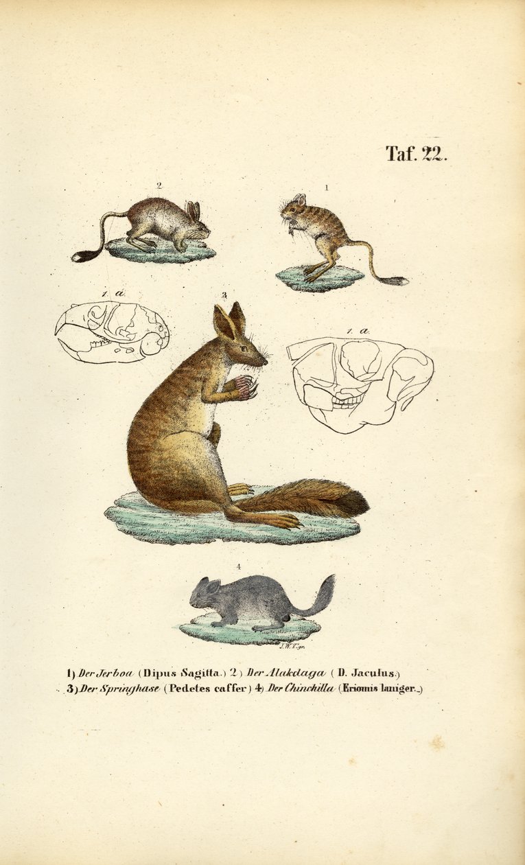 Jumping Rodents by J. W. Tenhaeff