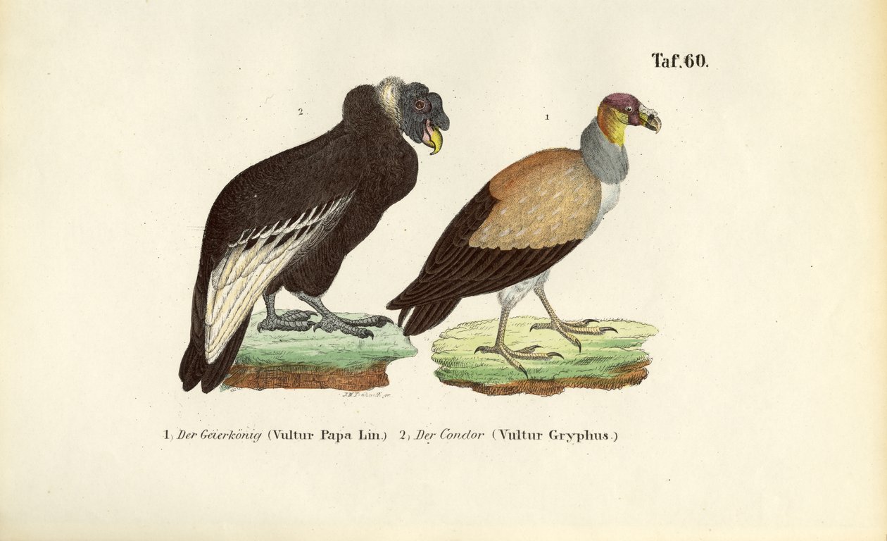 King Vulture and Andean Condor by J. W. Tenhaeff