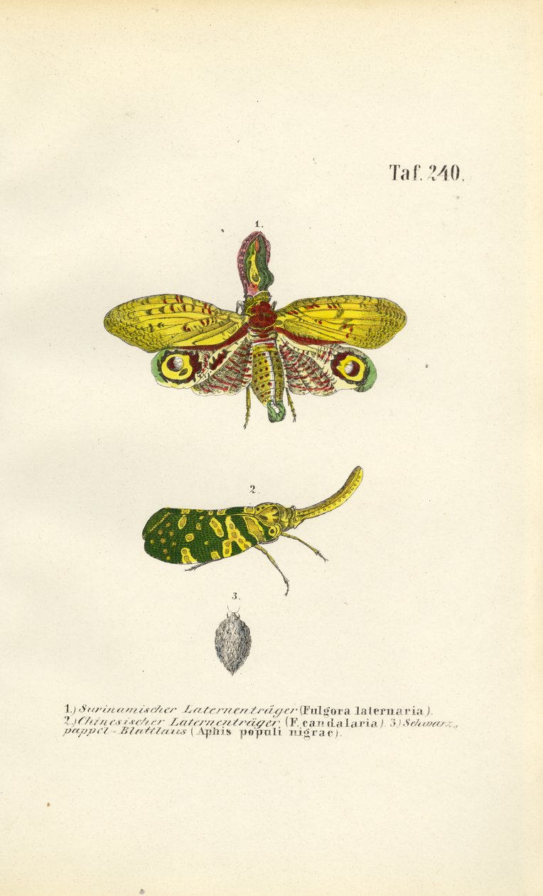 Lanternflies and Black Poplar Aphid by J. W. Tenhaeff