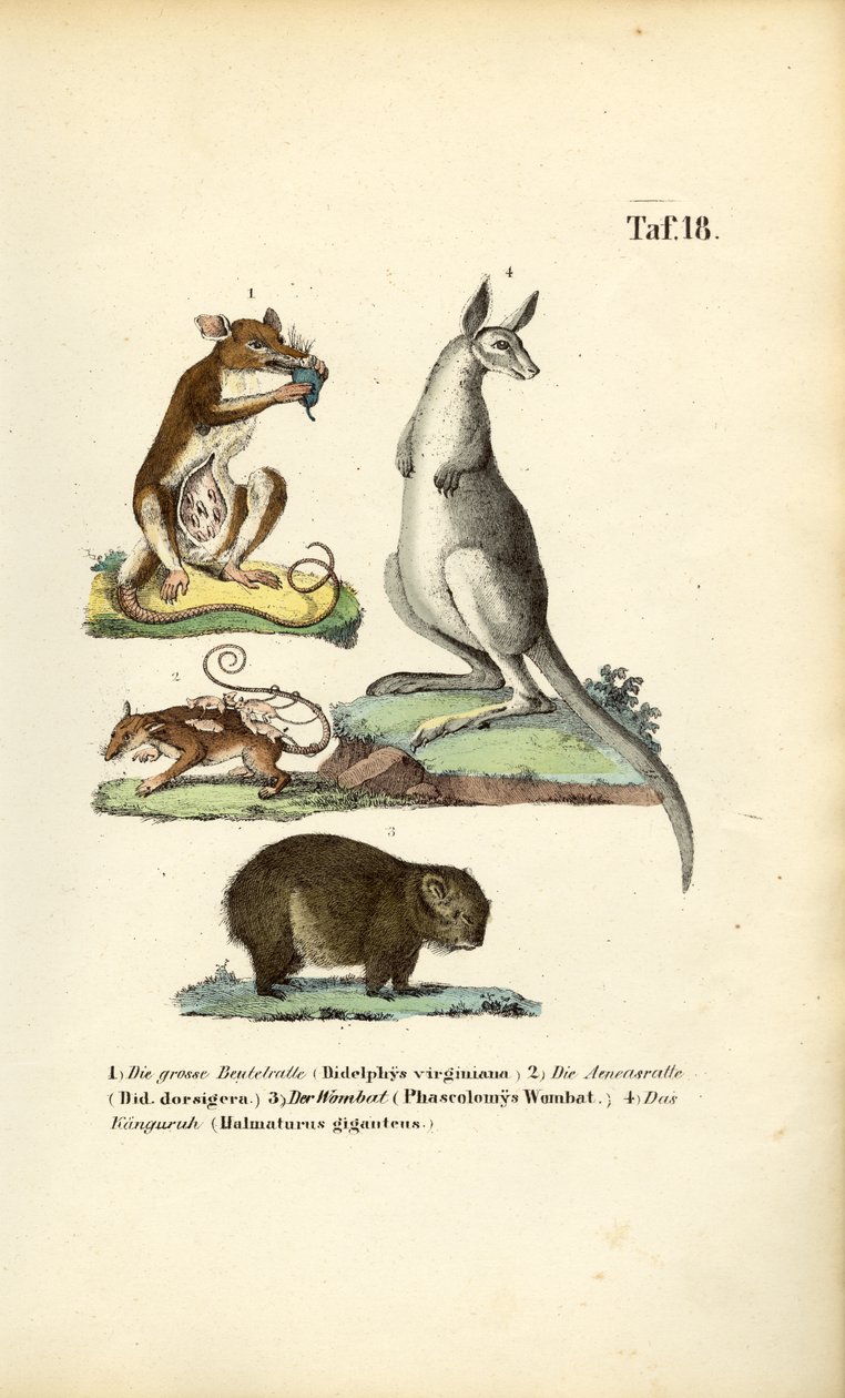 Marsupials from America and Australia by J. W. Tenhaeff