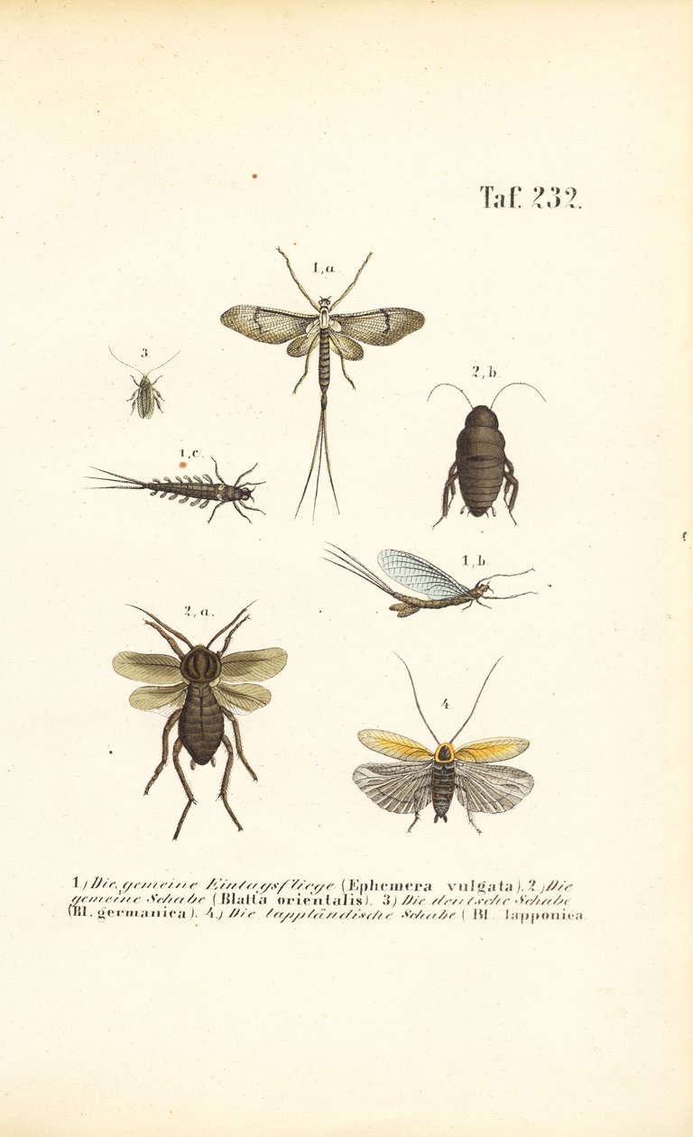 Mayflies and Cockroaches by J. W. Tenhaeff