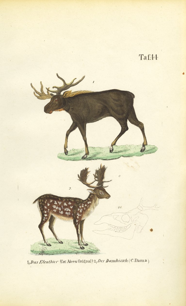 Moose and Fallow Deer by J. W. Tenhaeff