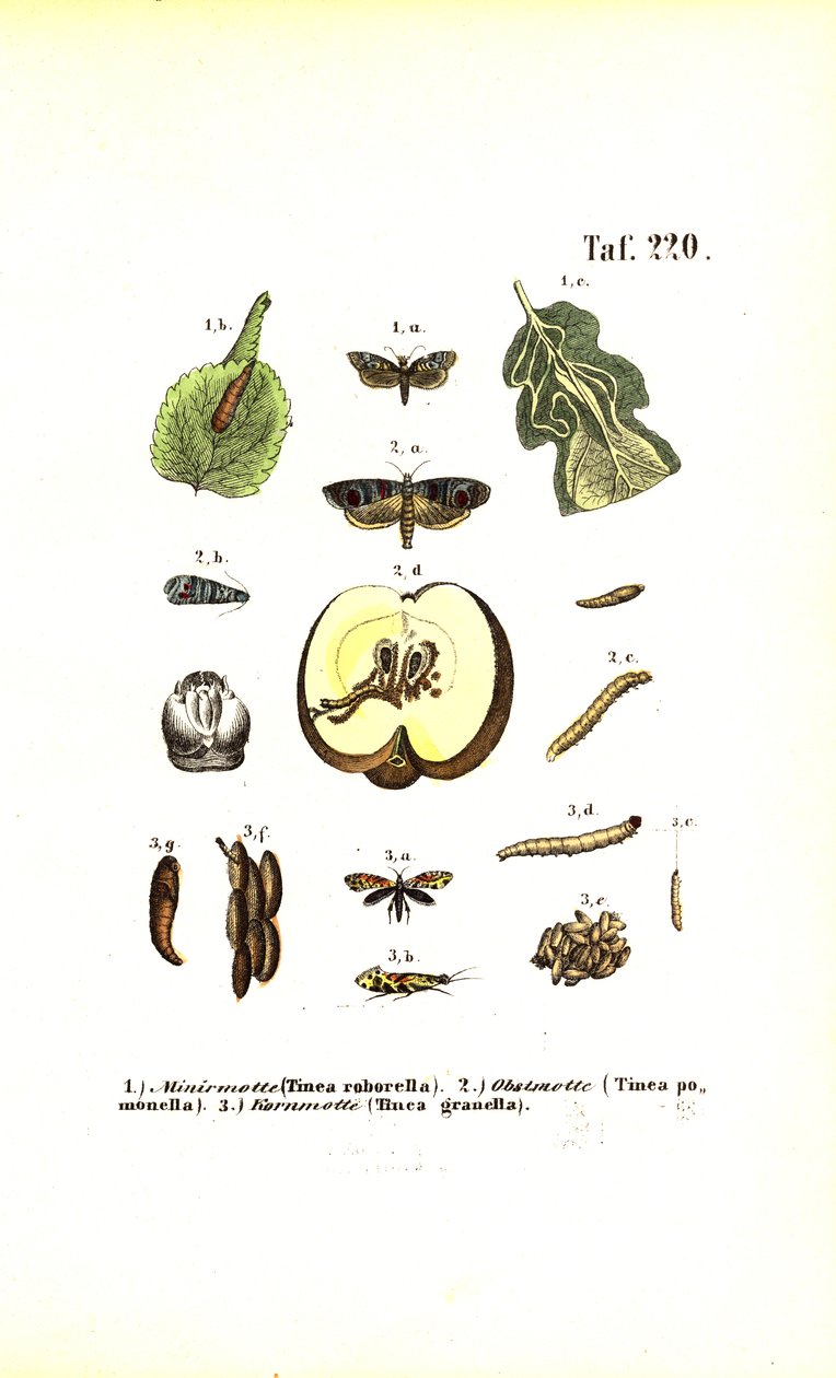 Moths as Pests and Their Developmental Stages by J. W. Tenhaeff
