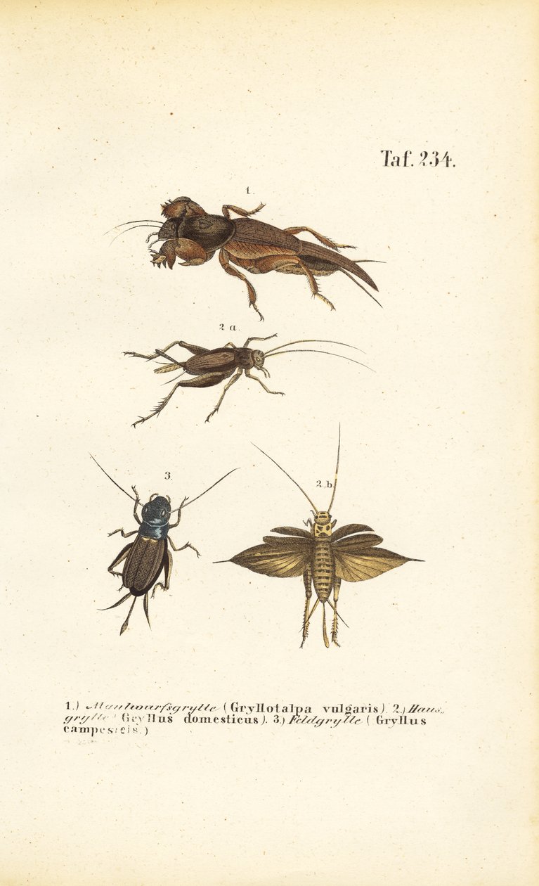 Native Cricket Species and Mole Cricket by J. W. Tenhaeff